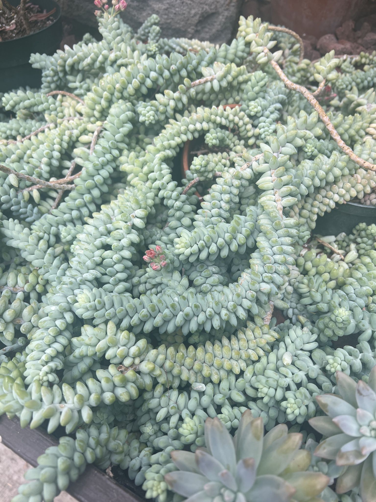 Sedum morganianum 'Burrito'